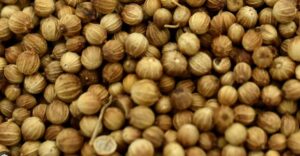 European coriander seeds: more brown and round