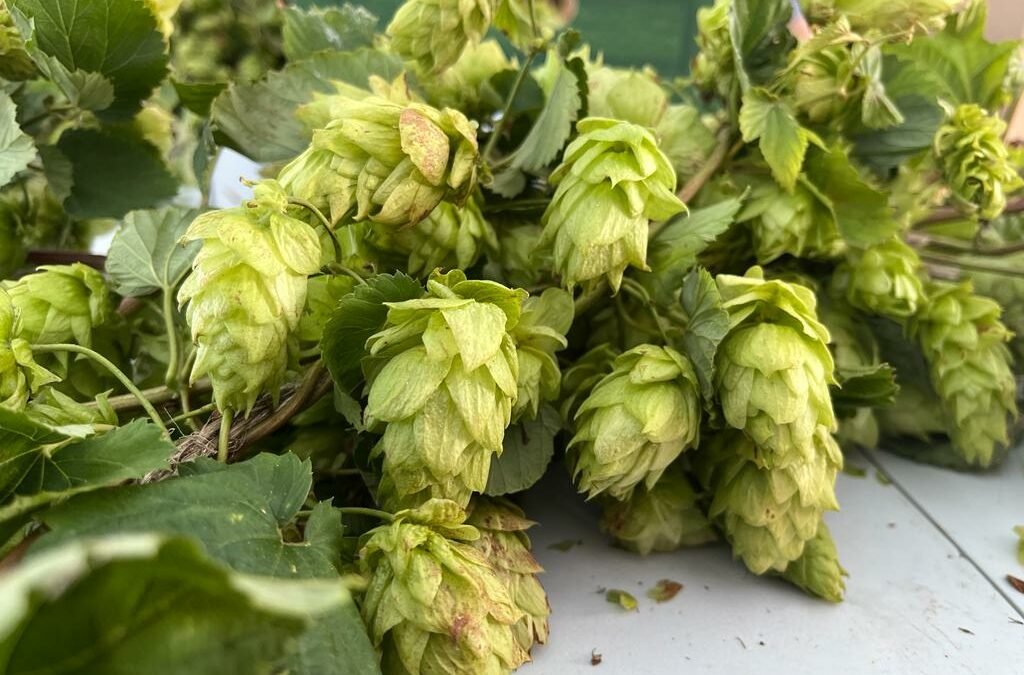 Hop harvest in Giessen