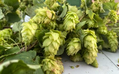 Hop harvest in Giessen