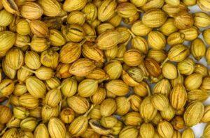 Indian coriander seeds: more yellow and oval